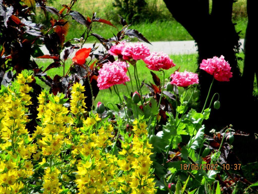 Flowers in the Gite garden